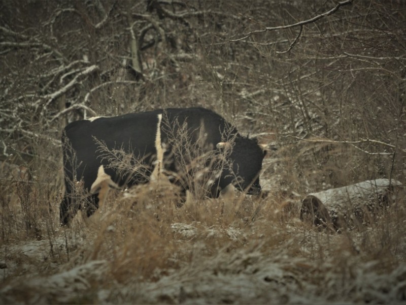 У корів Чорнобиля новий лідер: чорний бик витіснив підсліпуватого попередника (ФОТО)