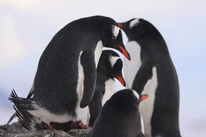 Як люди: пінгвіни перевіряють “стосунки” часом