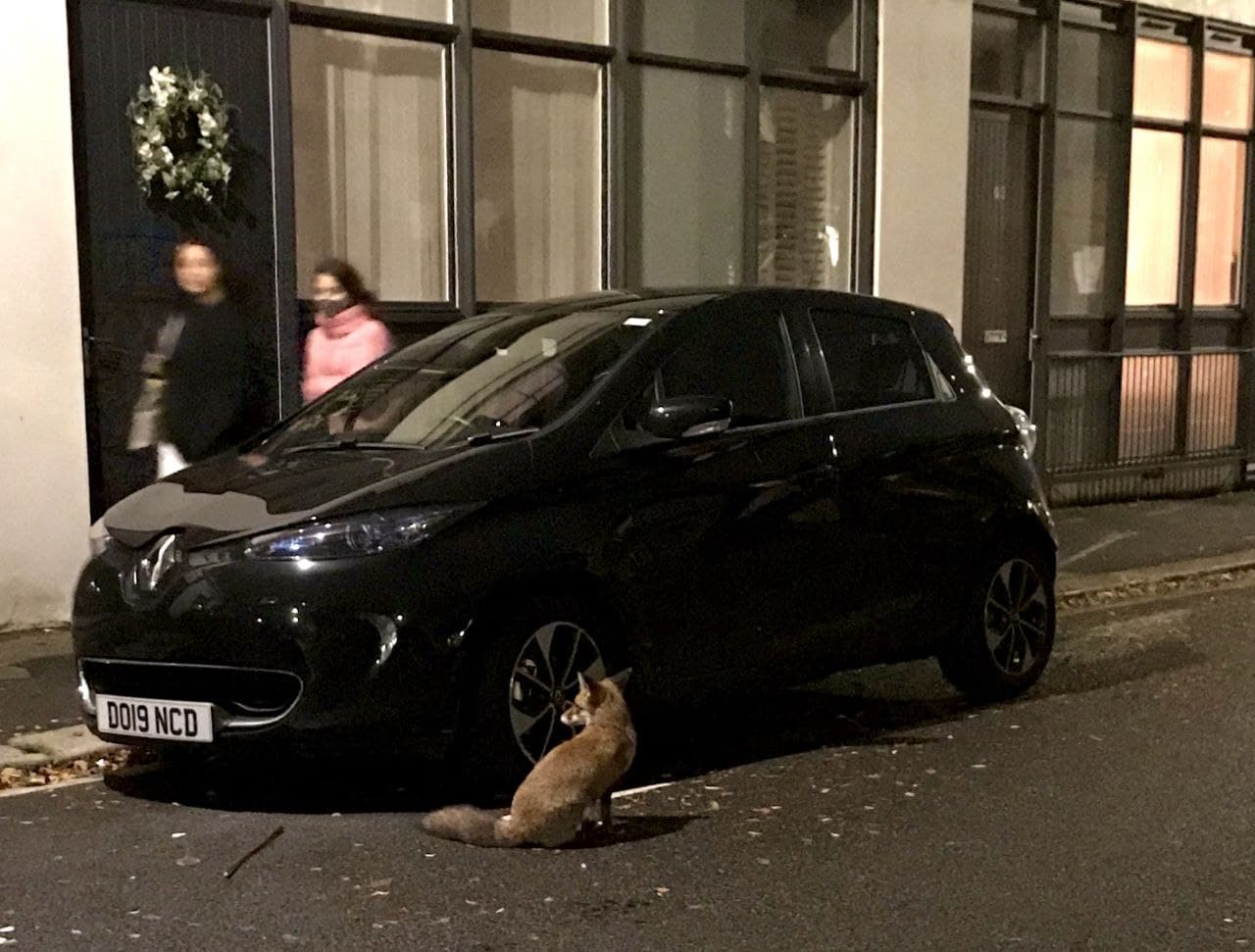 Лисиця на вулиці Лондона