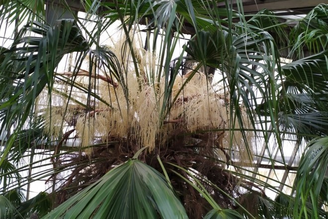 У столичному ботсаду розцвіла 200-річна пальма Лівістона (ФОТО)