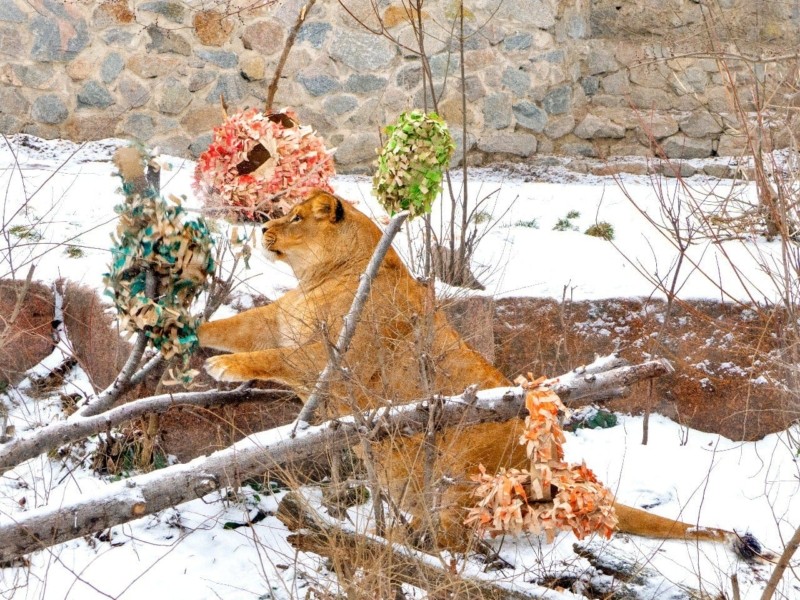 У Київському зоопарку для левів влаштують квест із смаколиками
