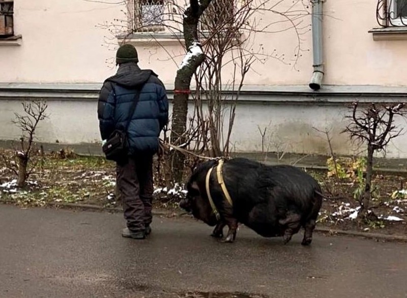 Фото дня: чоловік на повідку вигулює величезну свиню