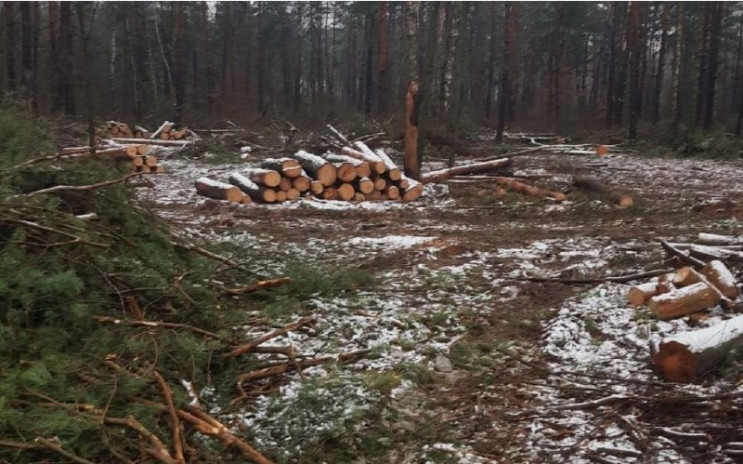 Нова пошта зупинила вирубку лісу на Бориспільській трасі через штраф