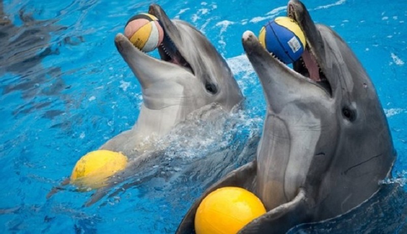 В Україні закликають заборонити дельфінарії