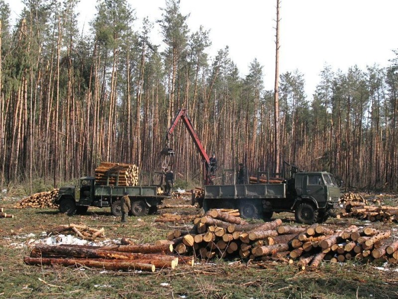 Українським лісам протягом 2021 року завдали збитків на 500 млн грн