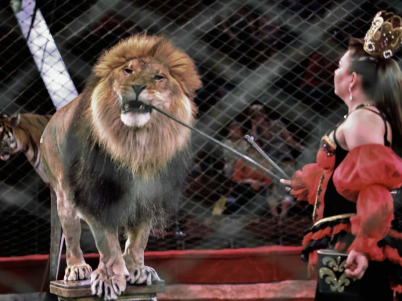 Зоозахисники закликають депутатів заборонити цирки з тваринами