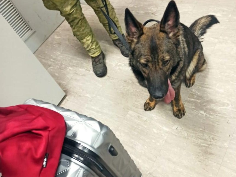 Службовий собака виявив майже дві тисячі наркотичних пігулок у “Борисполі”
