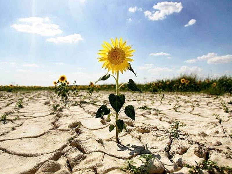 Україні загрожує критичне зниження врожайності через зміну клімату 