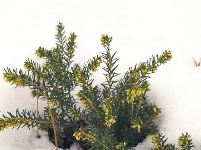 Квіти під снігом: у столичному ботсаду зацвіли реліктові кущі