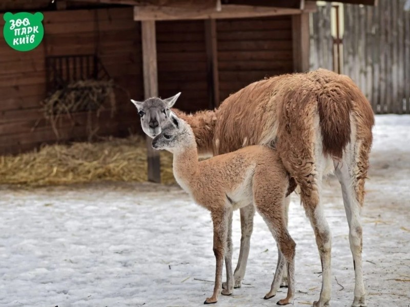 Київський зоопарк влаштує акцію до дня закоханих