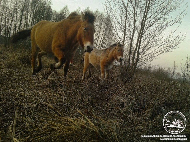 Фотопастка у Чорнобильській зоні: кого цього разу “піймала” камера-невидимка