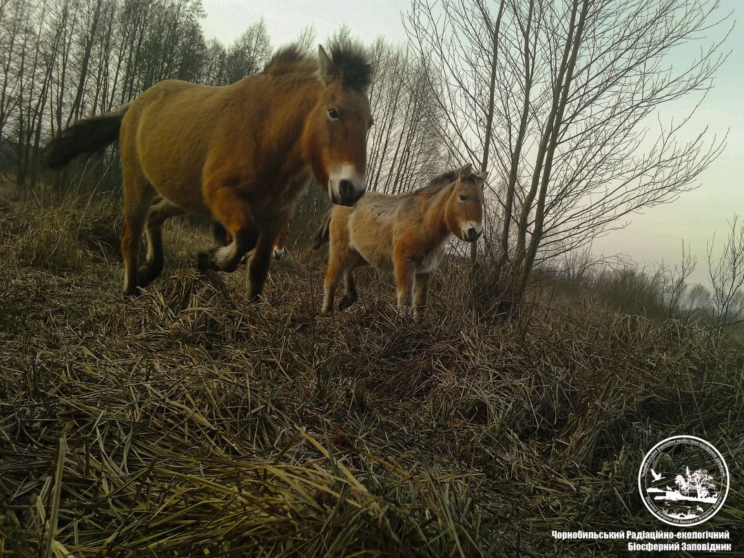Фотопастка у Чорнобильській зоні: кого цього разу "піймала" камера ...