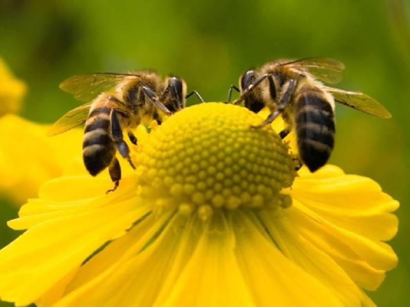 В Україні охоронятимуть бджіл від отруєння пестицидами