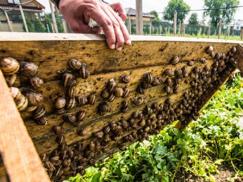 На Київщині відкриється нова равликова ферма
