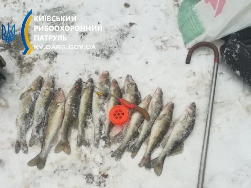 Наловили судаків на 75 тисяч гривень: на Київщині піймали горе-рибалок