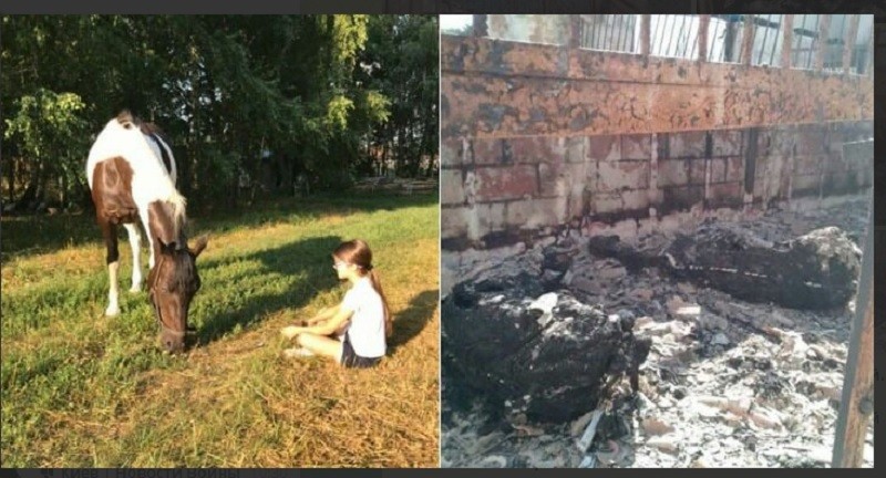 Коні згоріли живцем: в Гостомелі окупанти спалили стайню (ФОТО)