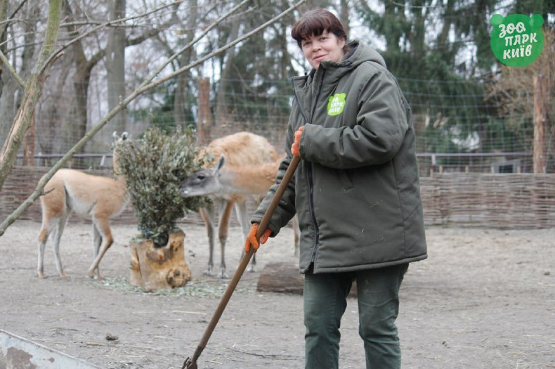 У Київському зоопарку за час війни народились двоє козенят та двоє котячих лемурів