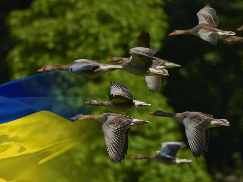 Закрили небо: дикі гуси збили ворожий літак на Херсонщині