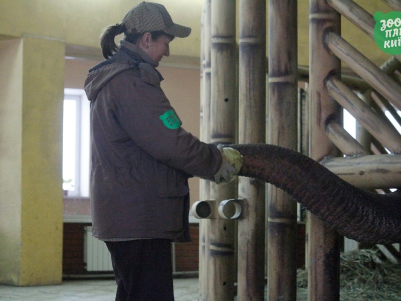 Київський зоопарк забезпечений усім необхідним на два-три тижні