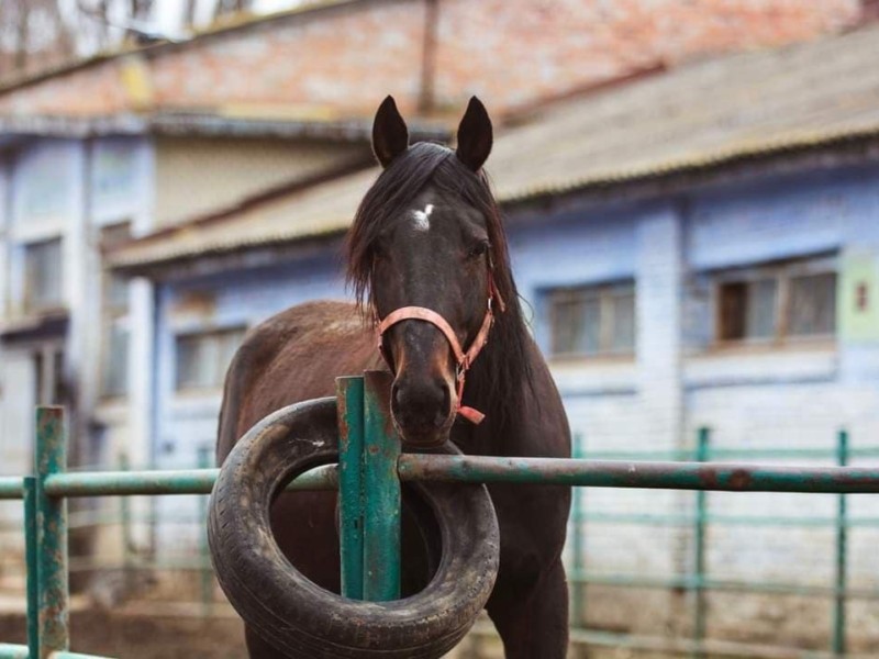 В Києві врятували від голоду 300 коней з іподрому