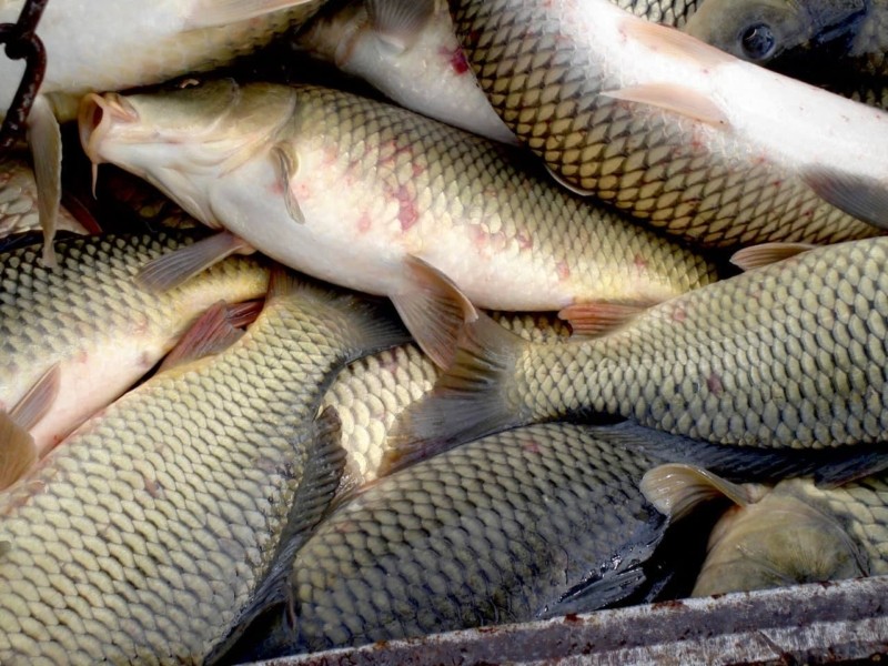 Київські рибоохоронні патрульні передали 6 тонн риби українським захисникам