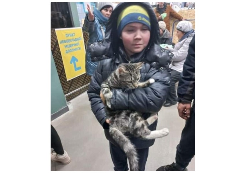 Маленькі герої. Хлопчик з Маріуполя після 15 діб в окупації, евакуювався з  котом - Новини Києва | Big Kyiv