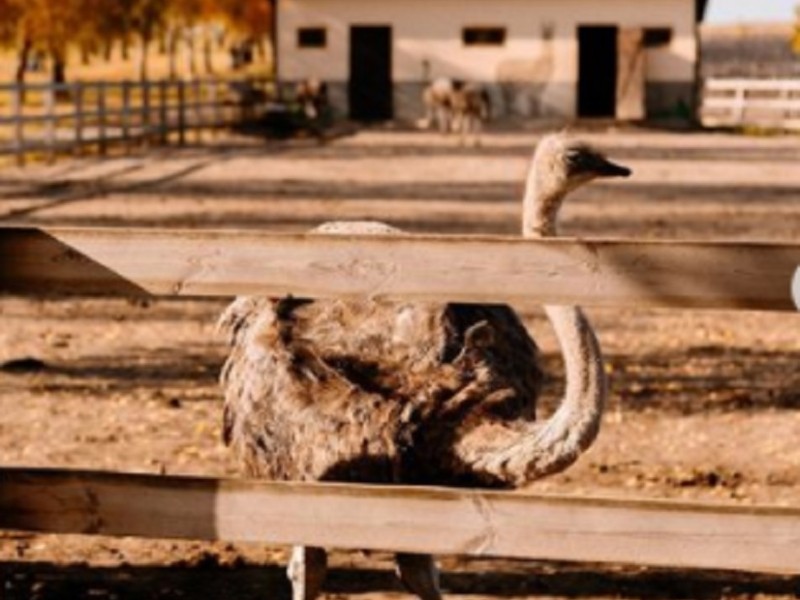 “Загинула велика кількість страусів”: На Київщині екопарк “Ясногородка” постраждав від обстрілу