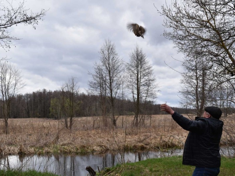Приклад екосвідомості. На Київщині випустили у природу сотню фазанів