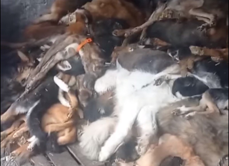 Гори мертвих собак: жахливі кадри з притулку в Бородянці (ВІДЕО)