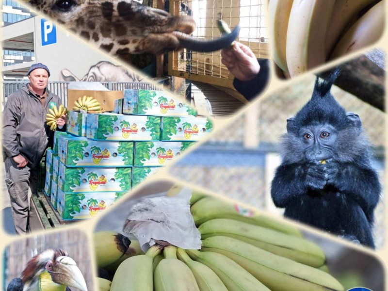 Запас на 10 днів: у Київський зоопарк привезли 100 кілограмів бананів