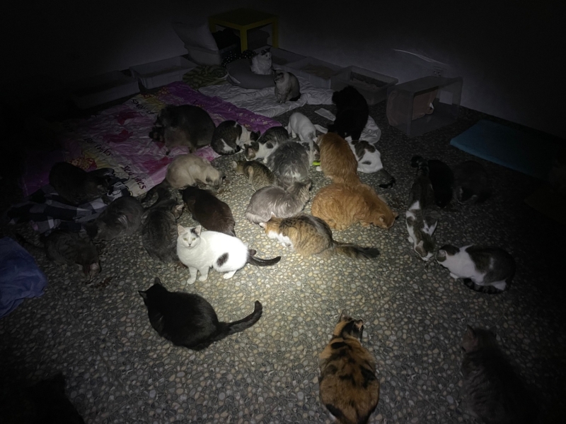 Воронка від міни у дворі та 30 котів в будинку: донька легендарного Амосова розповіла про 37 днів в Ірпені