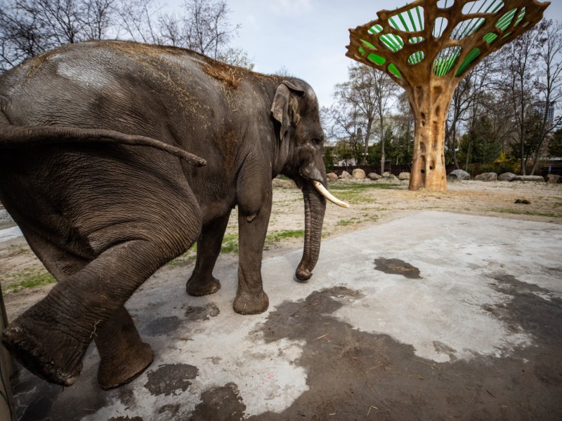 У київському зоопарку слон навчився слідувати в укриття, коли чує сирену