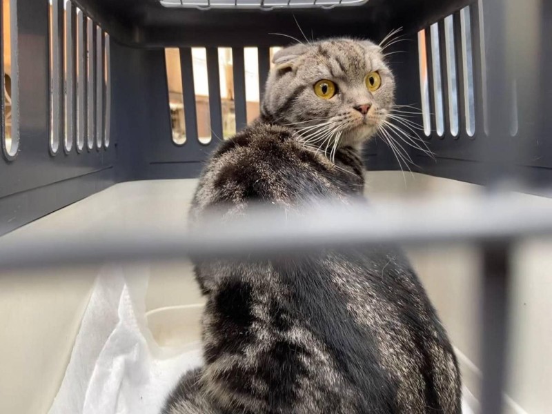 В Ірпені зоопатруль врятував кота, який виживав два місяці без їжі та води