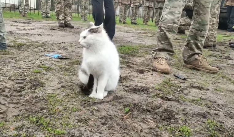 Українські котики: поки міністр оборони вручав нагороди, мощунський кіт вмивався на камеру