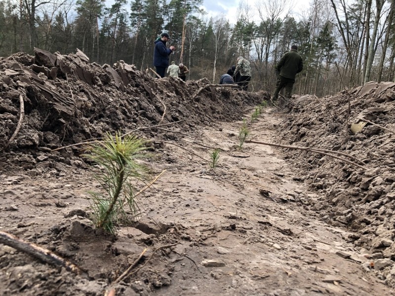 У Києві висадили близько півгектара нового лісу (ФОТО)