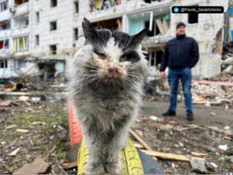 Котик, якого врятували з-під завалів у Бородянці, помер від отриманих травм