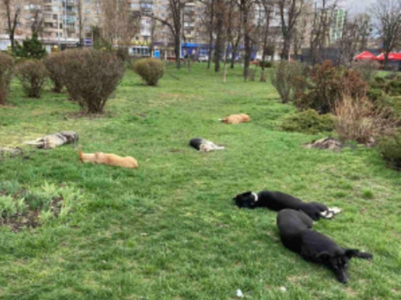 У Києві люди повідомили про отруєння собак, а тварини пригрілись на сонці і спали
