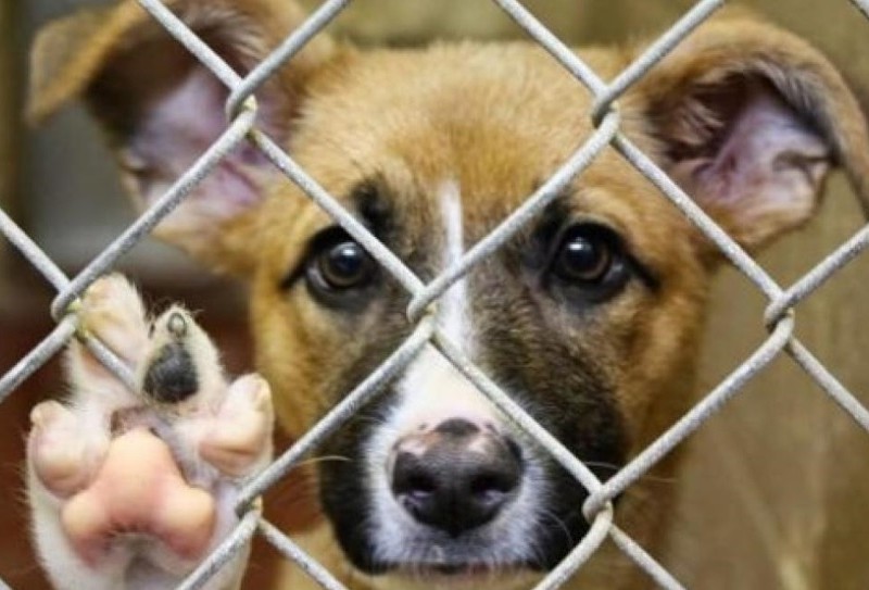 Масова загибель собак у Бородянці: розпочато кримінальне провадження