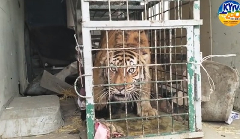 У Київський зоопарк привезли тигра із Фельдман Екопарку, який розбомбили російські орки