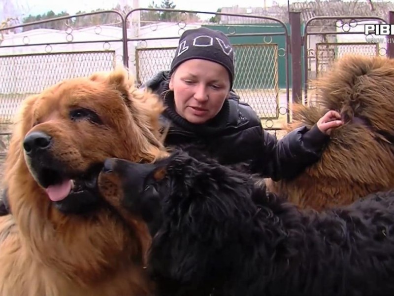 На Київщині жінка рятувала себе і 16 собак, переважно тибетських мастифів і коргі