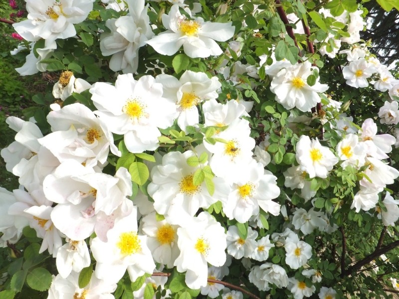 Шанс помилуватись весняним цвітінням: зачинений для відвідувачів ботсад кличе на допомогу волонтерів