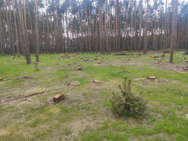 У новому парку Гостомеля знищили сотні дерев
