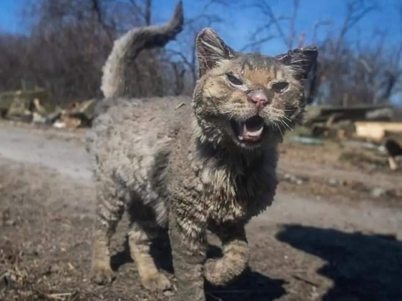 Зоозахисники показали, як зараз виглядає обгорілий котик з Андріївки