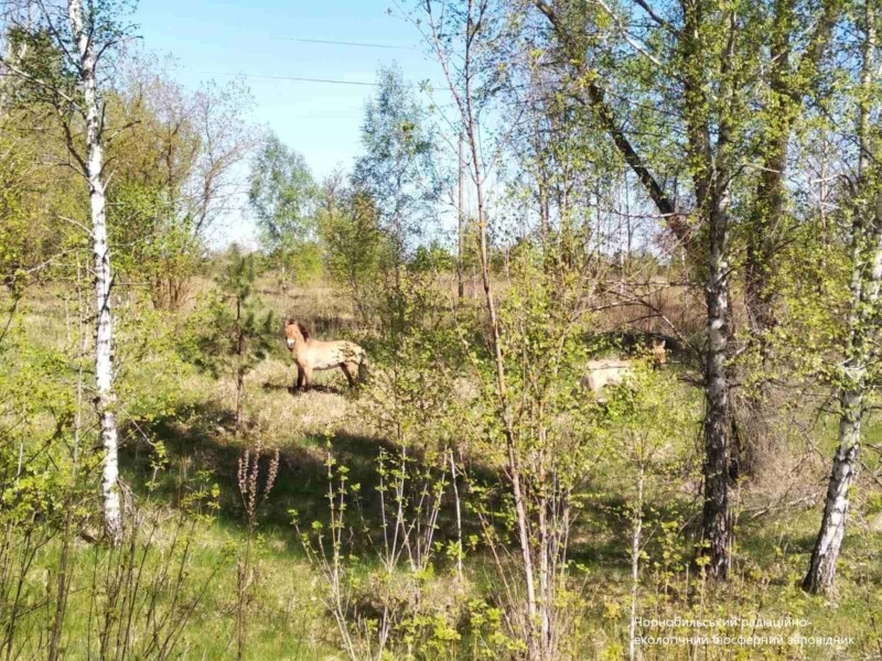 Перші фото коней Пржевальського після окупації заповідника в Чорнобилі