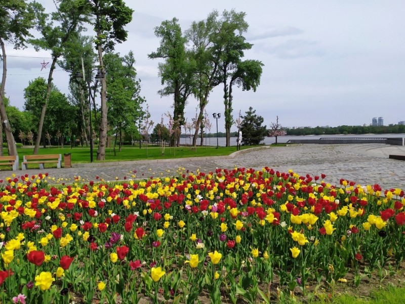 На Русанівській набережній висадили клени, а в Наводницькому парку – сакури (ФОТО)