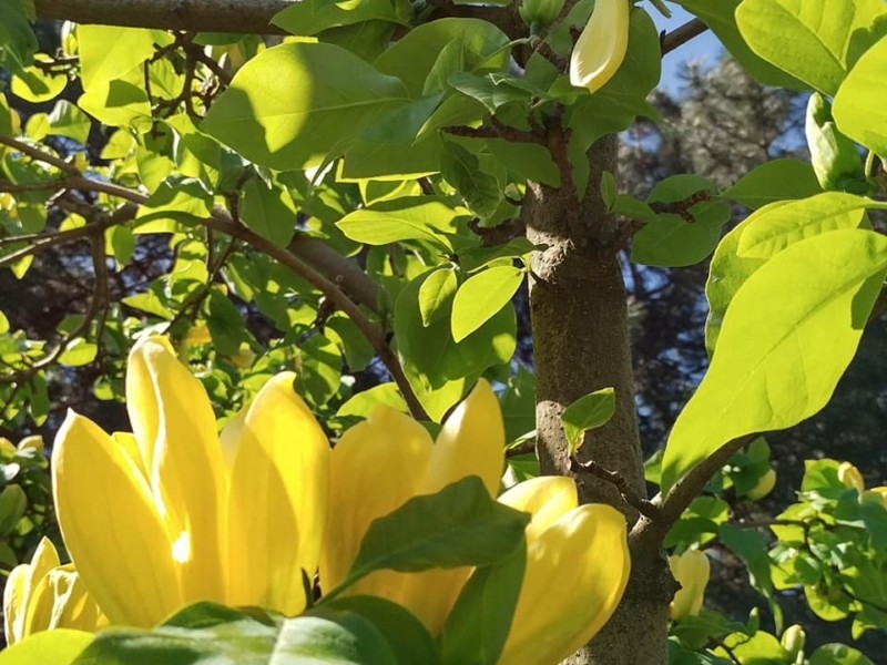 У київському ботсаду зацвіло дерево “жовта пташка”