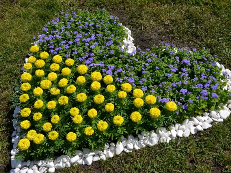 До Дня Києва в місті створили понад 30 патріотичних квітників
