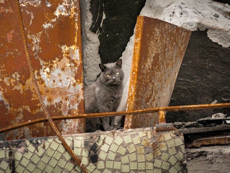 Врятованій з військового містечка у Гостомелі кішці шукають нову родину