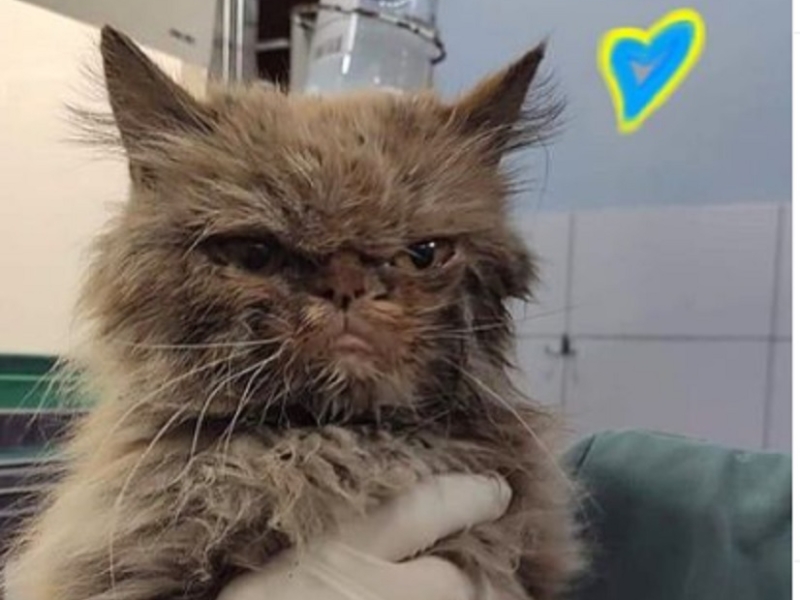 Врятовану у Бородянці кішку надрукують на футболках і шоперах