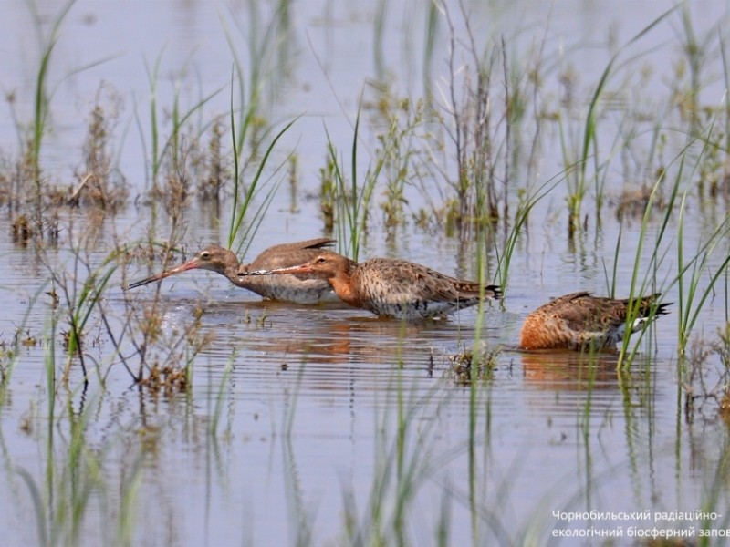 У Чорнобильському заповіднику помітили рідкісних перелітних птахів